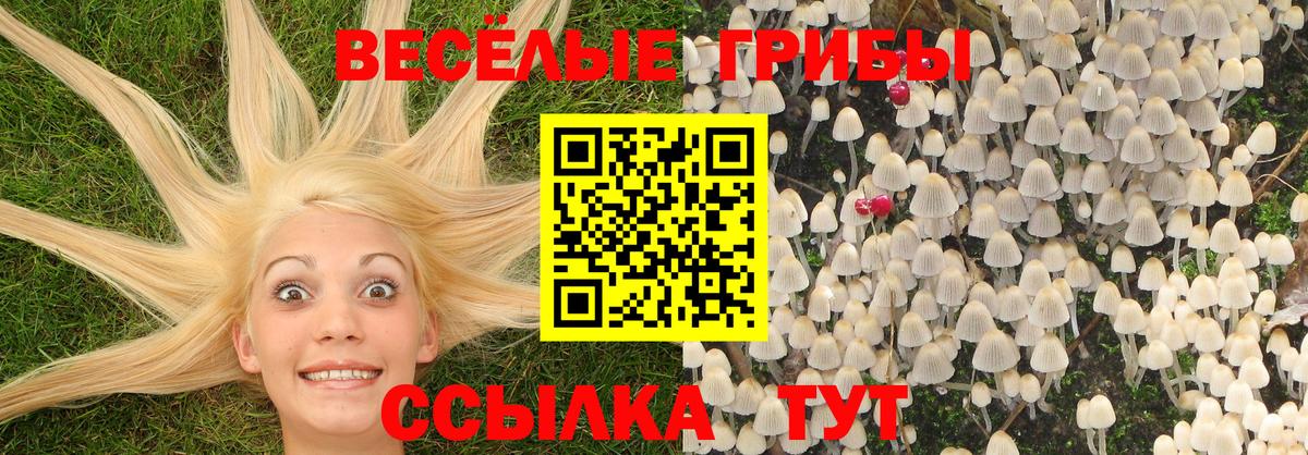 Галлюциногенные грибы Psilocybe Кириши